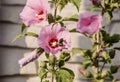 Beautiful close up macro view of pink Hibiscus