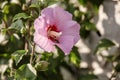 Beautiful close up macro view of pink Hibiscus