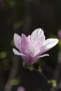 Beautiful close-up magnolia