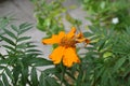 Beautiful Marigold with Yellow Petals on Stem. Royalty Free Stock Photo