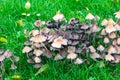 Large group of mushrooms in a field of grass Royalty Free Stock Photo