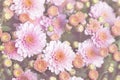 Beautiful close-up natural soft pink peach chrysanthemum flower background. Spring floral blossoming plant pastel colored Royalty Free Stock Photo