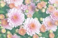 Beautiful close-up natural soft pink peach chrysanthemum flower background. Spring floral blossoming plant pastel Royalty Free Stock Photo