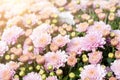 Beautiful close-up natural soft pink peach chrysanthemum flower background. Spring floral blossoming plant pastel Royalty Free Stock Photo
