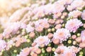 Beautiful close-up natural soft pink peach chrysanthemum flower background. Spring floral blossoming plant pastel Royalty Free Stock Photo