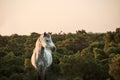 Beautiful close up of New Forest pony Royalty Free Stock Photo