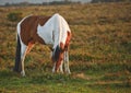 Beautiful close up of New Forest pony horse Royalty Free Stock Photo