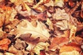 Beautiful close up of oak leaf with colorful yellow red dry autumn fall leaves on background, fall season, view from above Royalty Free Stock Photo