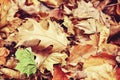 Beautiful close up of oak leaf with colorful yellow red dry autumn fall leaves on background, fall season, view from above Royalty Free Stock Photo
