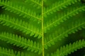 Beautiful close up pattern of a green fern leaf in a forest Royalty Free Stock Photo