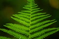 Beautiful close up pattern of a green fern leaf in a forest Royalty Free Stock Photo