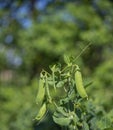 Beautiful close-up of pea pods on a green plant. Selective focus on fresh bright green pea pods on pea plants in the garden. Royalty Free Stock Photo