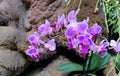 Beautiful close up photo of lilac purple colored moon orchids