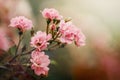 Beautiful close up photo of a lots of small flowers, pink rose flower heads, in the nice light bokeh background. Gift card, there Royalty Free Stock Photo