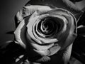 Detailed Rose macro in black and white