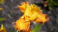 Tall Tiger Shark Bearded Iris Bloom and Stalk Spring Colors Yellow Red Orange Green Flowering Bulbs Unique Species Royalty Free Stock Photo