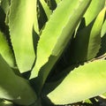 Aloevera in the sun