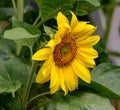 Beautiful close-up picture of a blooming sunflower Royalty Free Stock Photo