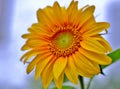 Beautiful close-up picture of a blooming sunflower Royalty Free Stock Photo