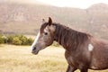 A beautiful close up picture of a horse. A mountain in the background Royalty Free Stock Photo