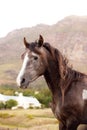 A beautiful close up picture of a horse. A mountain in the background