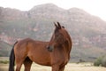 A beautiful close up picture of a horse. A mountain in the background