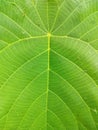 Beautiful close up picture of a Macaranga tanarius leaf Royalty Free Stock Photo