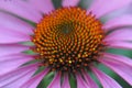 Beautiful close up of a pink flower Royalty Free Stock Photo