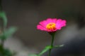 Beautiful close up pink flower known as Asteraceae