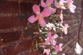 Pink flowers against brick wall