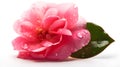 Beautiful close up pink Japanese camelia flower with some leaves and some water drops looks fresh laying on white studio shot