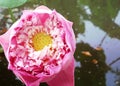 Beautiful close up pink lotus flower blooming on river. Royalty Free Stock Photo