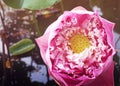 Beautiful close up pink lotus flower blooming on river. Royalty Free Stock Photo