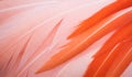 Beautiful Close-up Of Pink And Orange Flamingo Feathers
