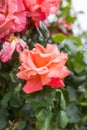 Beautiful close up of pink/orange tinted rose still on the rosebush