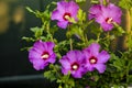 Beautiful Close-up of pink purple Violet flower, Hibiscus syriacus blooms in nature lilac Rose of Sharon South Korea summer Royalty Free Stock Photo