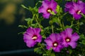 Beautiful Close-up of pink purple Violet flower, Hibiscus syriacus blooms in nature lilac Rose of Sharon South Korea summer Royalty Free Stock Photo