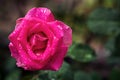 Beautiful close up of a pink rose with drops of dew after rain against a backdrop of a green garden Royalty Free Stock Photo