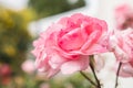 Beautiful close up of pink rose still on the rosebush