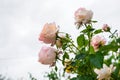 Beautiful close up of pink roses still on the rosebush