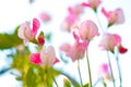 Beautiful close up of pink sweet pea flowers Royalty Free Stock Photo