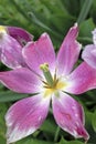 Beautiful close up of pink tulip