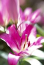 Beautiful close up of a pink and white Lily. Royalty Free Stock Photo