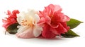 Beautiful close up pink white and red Japanese camelia flower with some leaves laying on white studio shot background