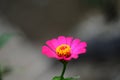 Beautiful close up pink flower known as Asteraceae Royalty Free Stock Photo