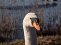 Beautiful close-up portrait of the adult mute swan (cygnus olor) with focus on eye Royalty Free Stock Photo