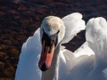 Beautiful close-up portrait of the adult mute swan (cygnus olor) with focus on eye in bright sunlight Royalty Free Stock Photo