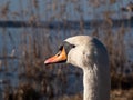 Beautiful close-up portrait of the adult mute swan cygnus olor with focus on eye early in sunlight in the spring with lake Royalty Free Stock Photo