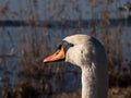 Beautiful close-up portrait of the adult mute swan cygnus olor with focus on eye early in sunlight in the spring with lake Royalty Free Stock Photo