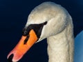 Beautiful close-up of portrait of adult mute swan cygnus olor with focus on eye and head covered with water droplets with deep Royalty Free Stock Photo